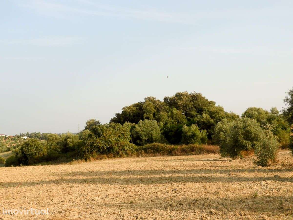 Terreno com Projecto Aprovado para Lar - Grande imagem: 3/11