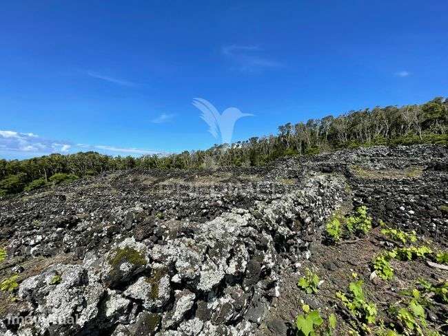 Terreno à venda em Candelária, Madalena do Pico - Grande imagem: 3/13