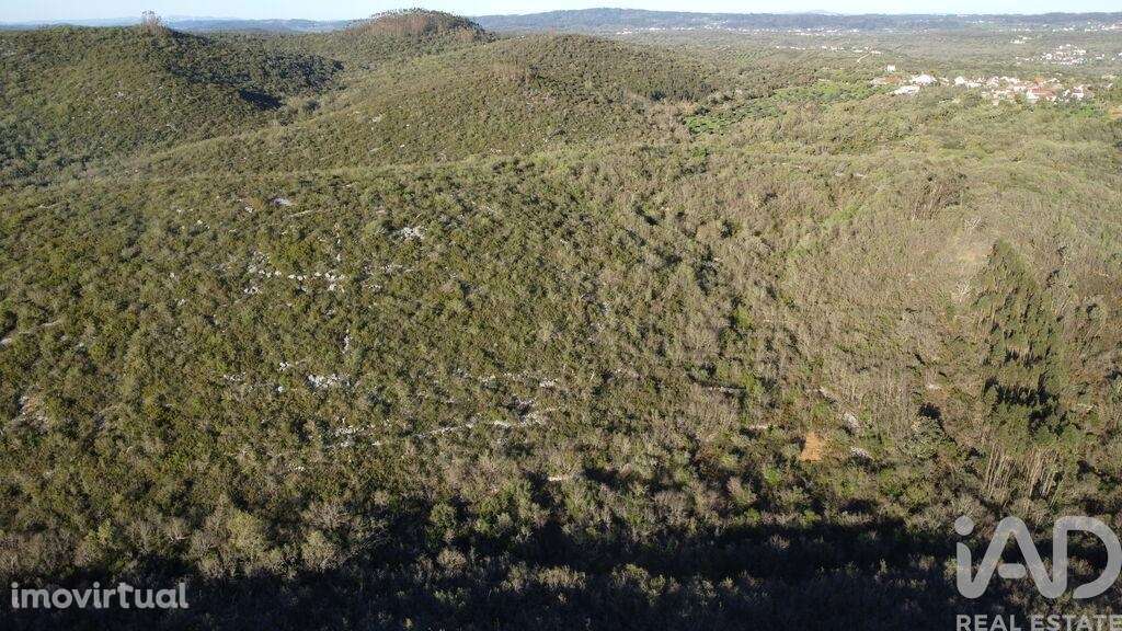 Terreno em Chãos - Grande imagem: 3/18