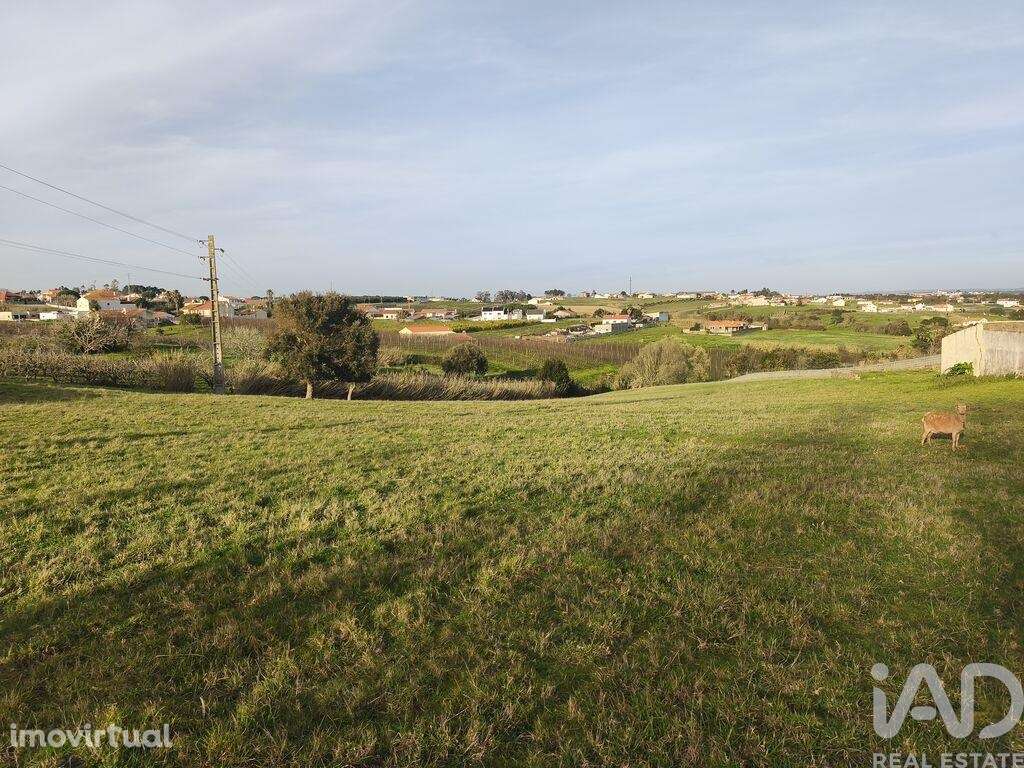 Terreno Agrícola em Cela - Grande imagem: 2/13