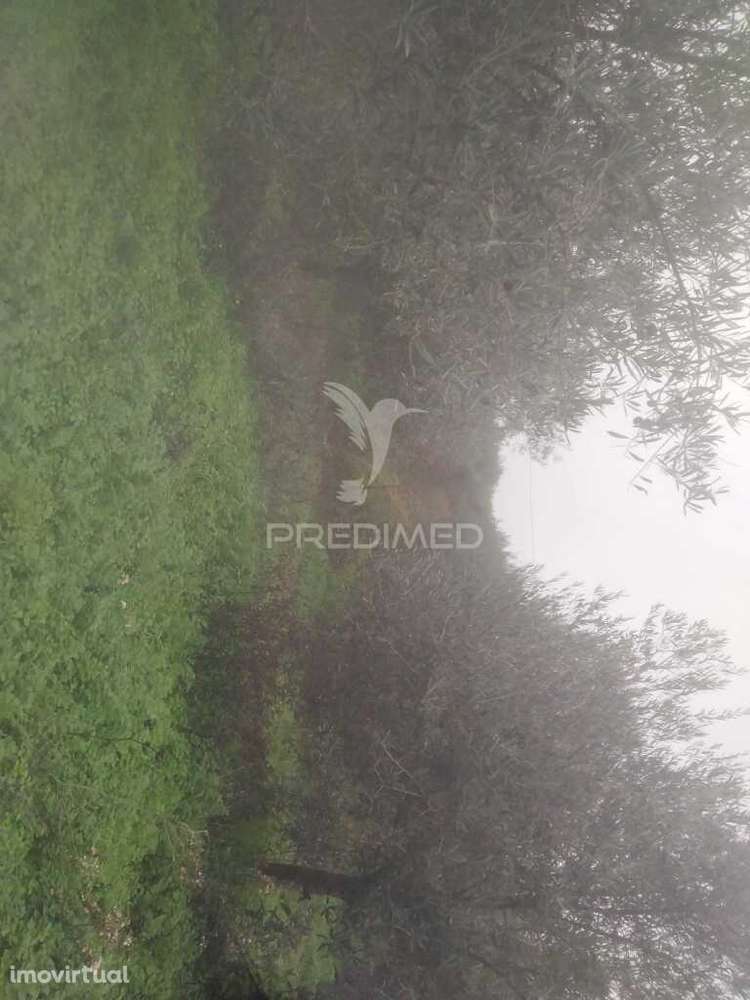 Terrno/Olival com Viabilidade de Construção - Grande imagem: 2/17