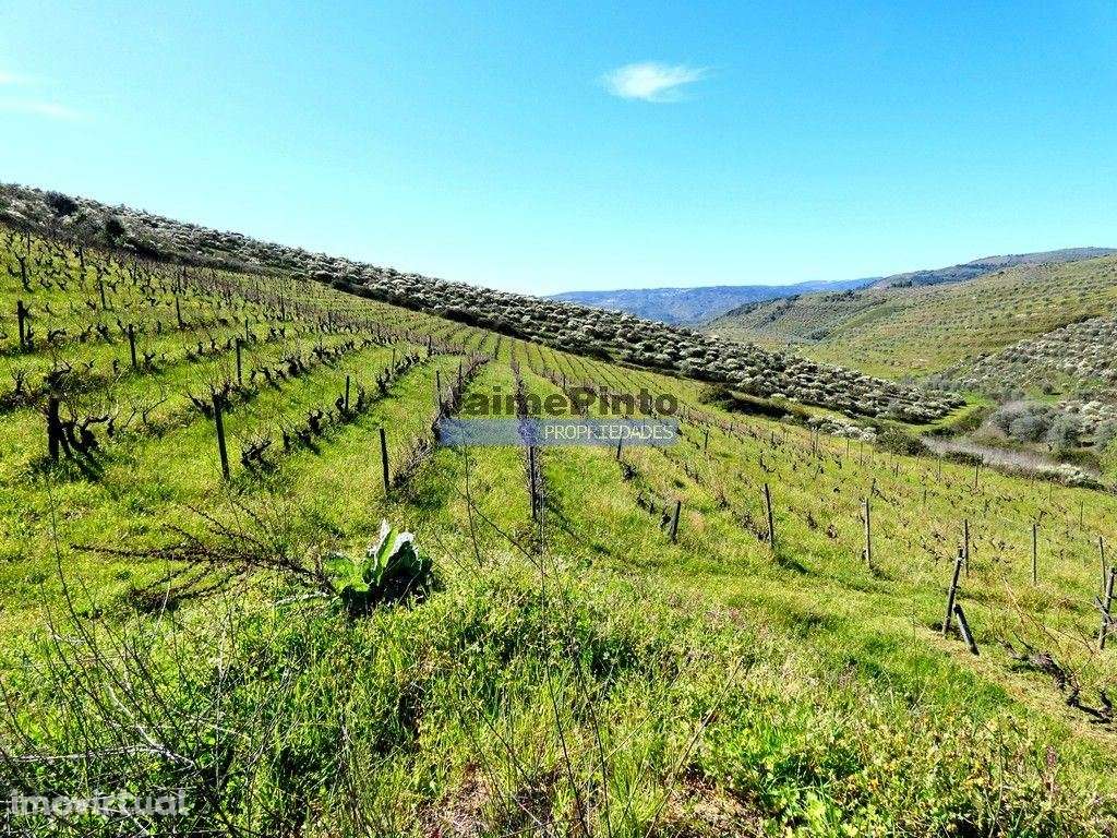 Propriedade 170.000m2, com olival, vinha e terreno p/ novas plantaç... - Grande imagem: 2/9