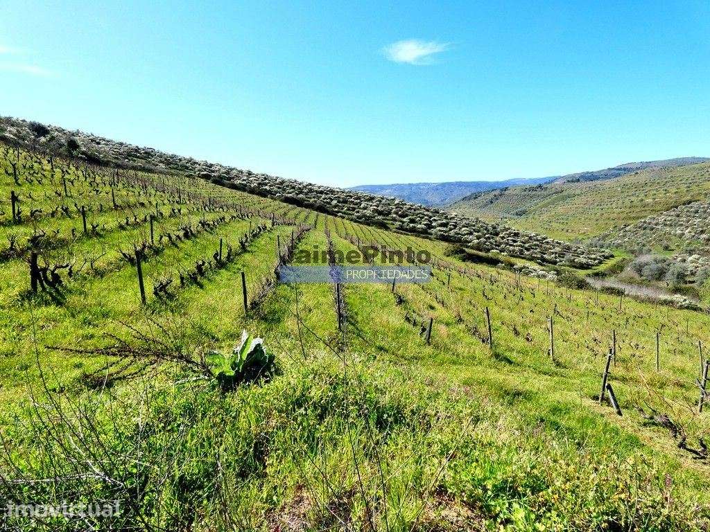 Propriedade 170.000m2, com olival, vinha e terreno p/ novas plantaç... - Grande imagem: 2/9