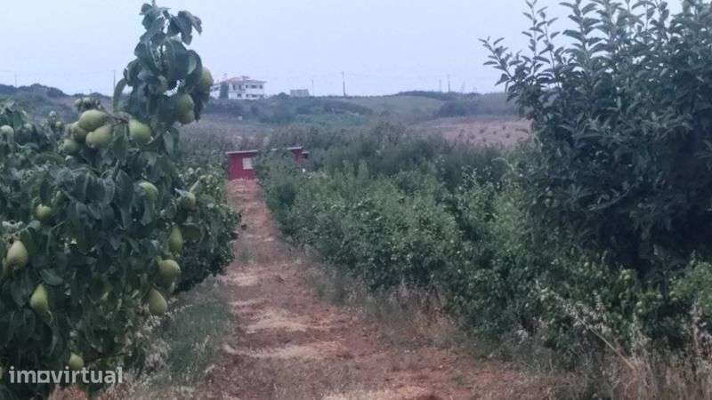 Quinta  Vimeiro, terreno com pomar 267mil/€ , PRAIAS a 5min. - Grande imagem: 3/4