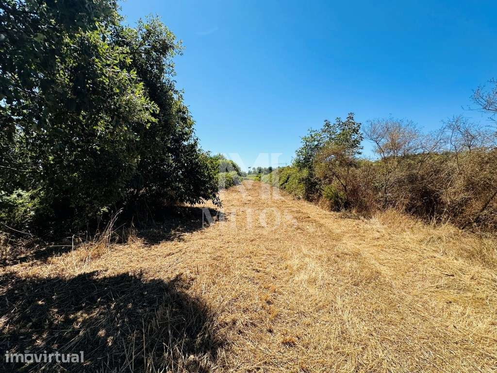 Terreno agrícola para venda em Cardielos - Viana do Castelo - Grande imagem: 5/8