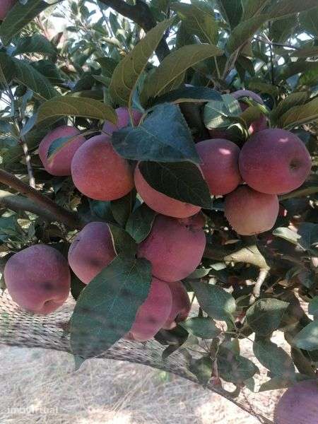 Vendo pomar em Penafiel - Grande imagem: 2/7