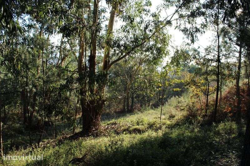 Terreno Grilo Baião - Grande imagem: 5/12