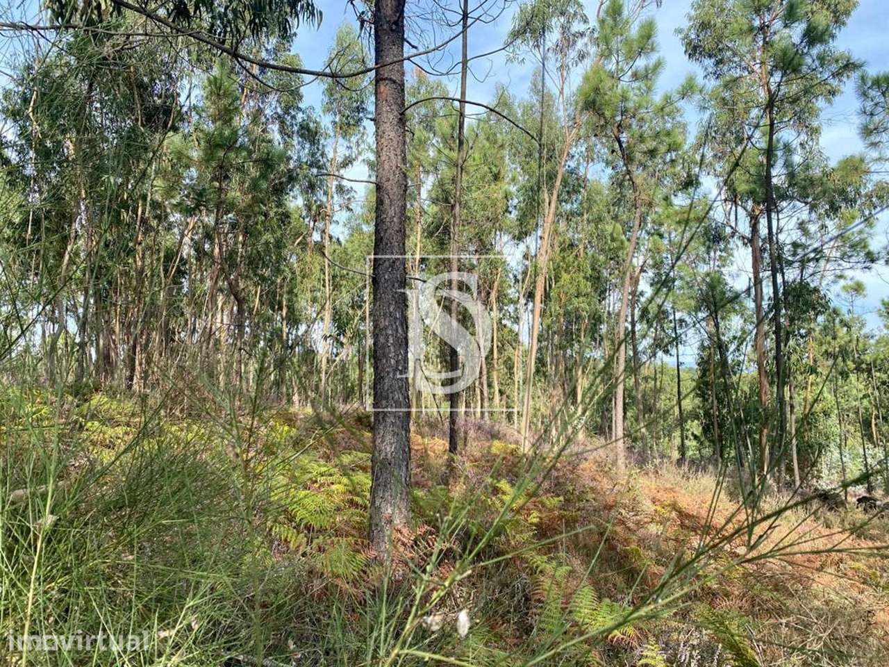 Terreno Agrícola, em UF de Campo e Tamel (São Pedro Fins), Barcelos - Grande imagem: 5/7