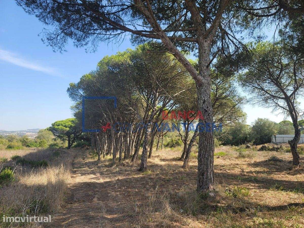 TERRENO RUSTICO 24040 m2  - TERRUGEM - Grande imagem: 2/30