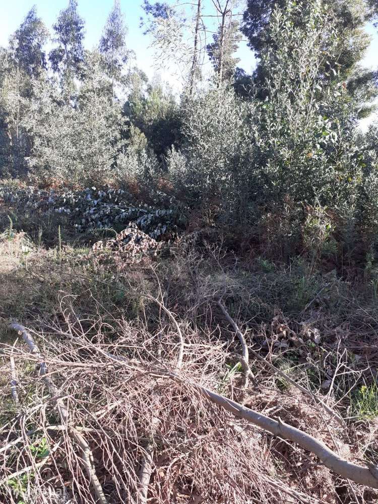 Terreno Urbano | Olival - Grande imagem: 5/9