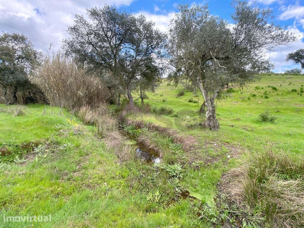 Quinta no Alentejo com duas habitações - Grande imagem: 5/60