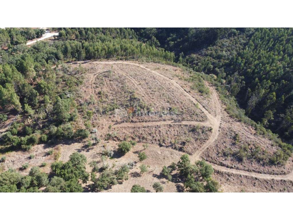 5 Terrenos de Eucaliptal - Carril, Tomar - Grande imagem: 4/9