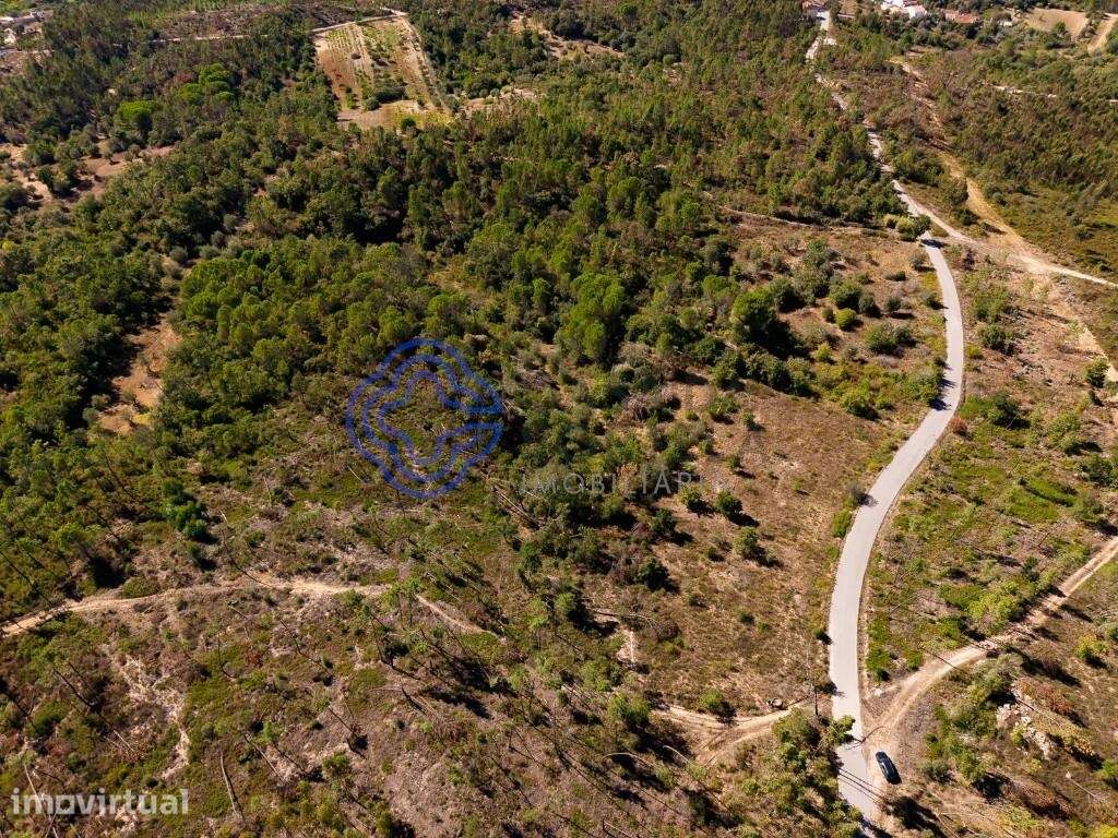 Terreno Florestal 7.120 m2 com Pinheiros, Eucaliptos e Sobreiros – Tom - Grande imagem: 5/31