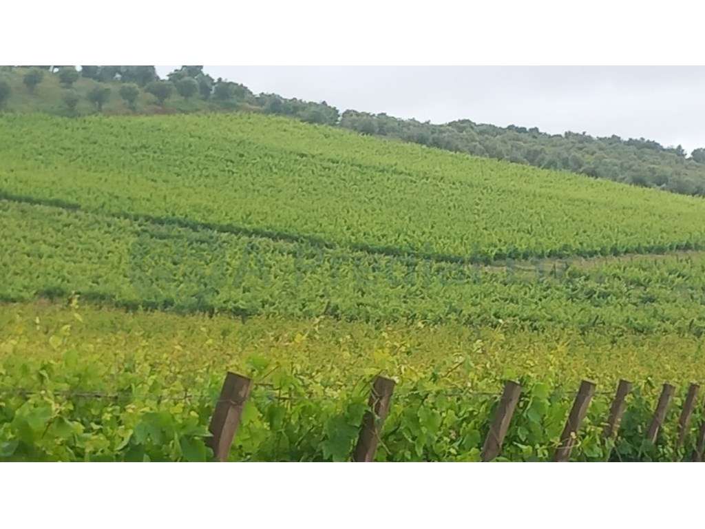 18 HECTARES de VINHA em PLENA PRODUÇÃO mais 2 HECTARES URBANOS - Grande imagem: 2/9