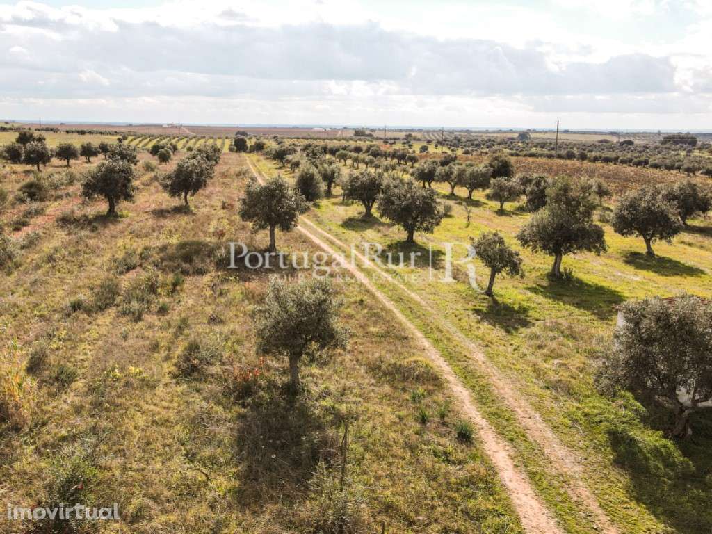 Terreno de 7,5ha com olival e ruína - Grande imagem: 5/17