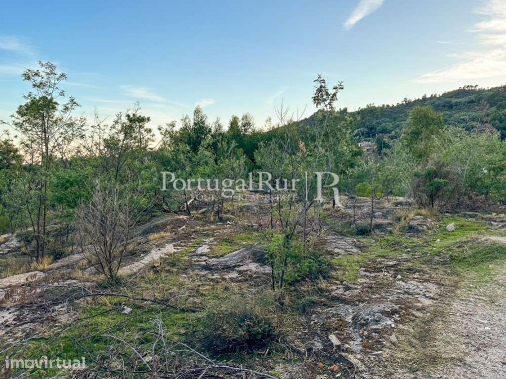 Terreno rústico com 1 ha e ruína em Louriçal do Campo - Grande imagem: 5/12