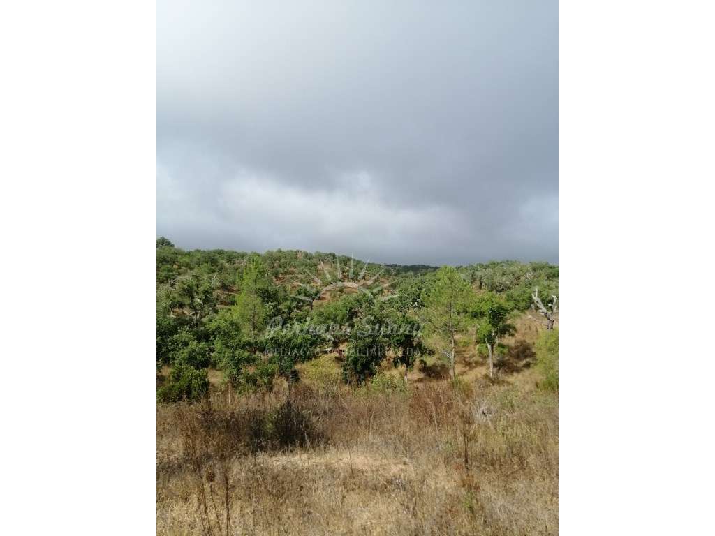 Terreno Rústico - Grande imagem: 2/8