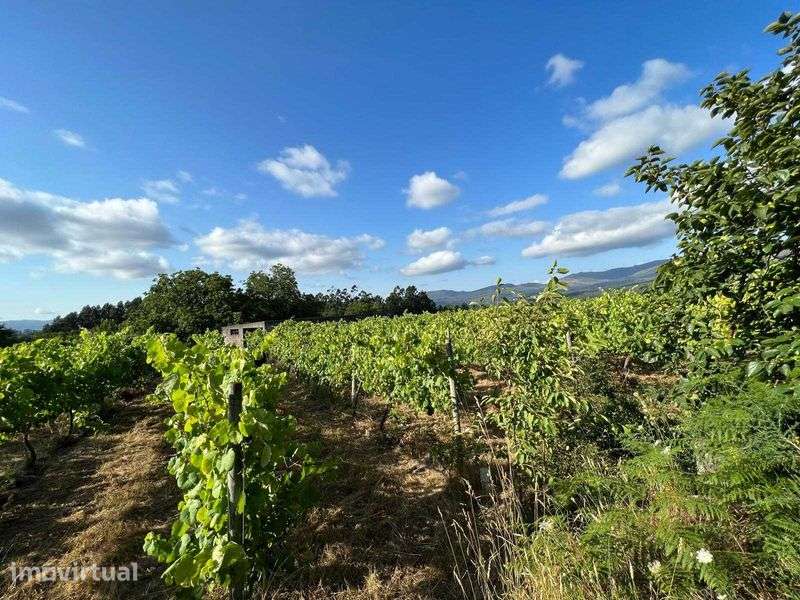 Quinta com vinha em Valença (Torre, São Julião) - Grande imagem: 3/12