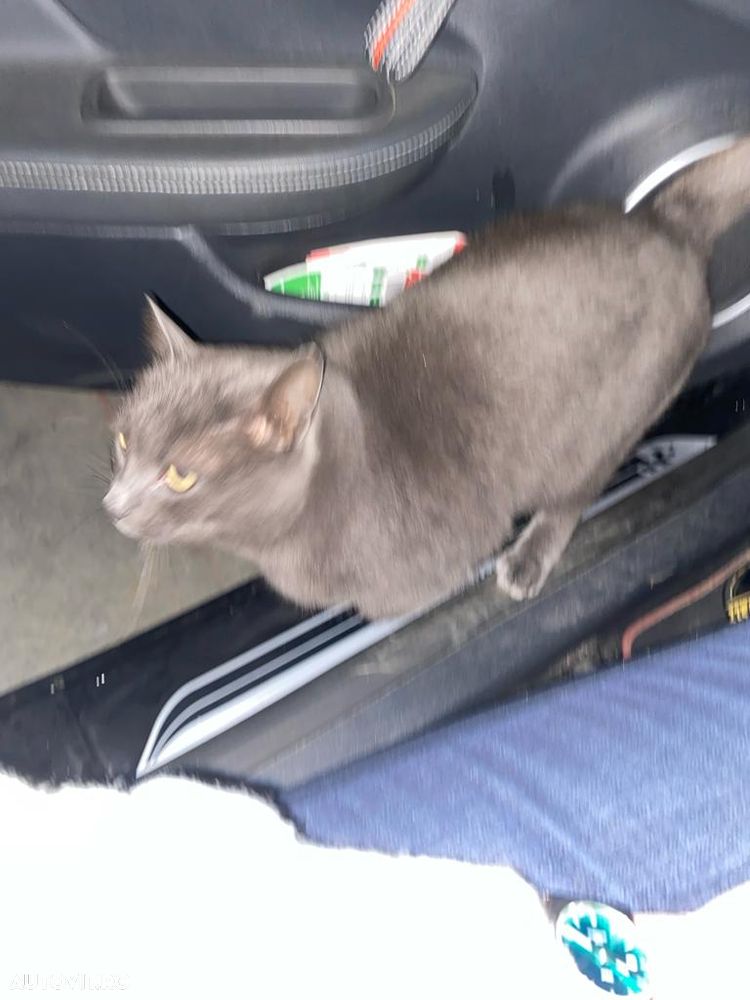 Renault Wind TCe 100 Dynamique - 9