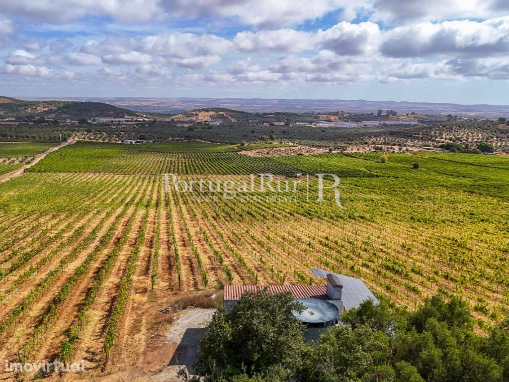Quinta de 6,9 ha com vinha em produção, Borba - Grande imagem: 2/50