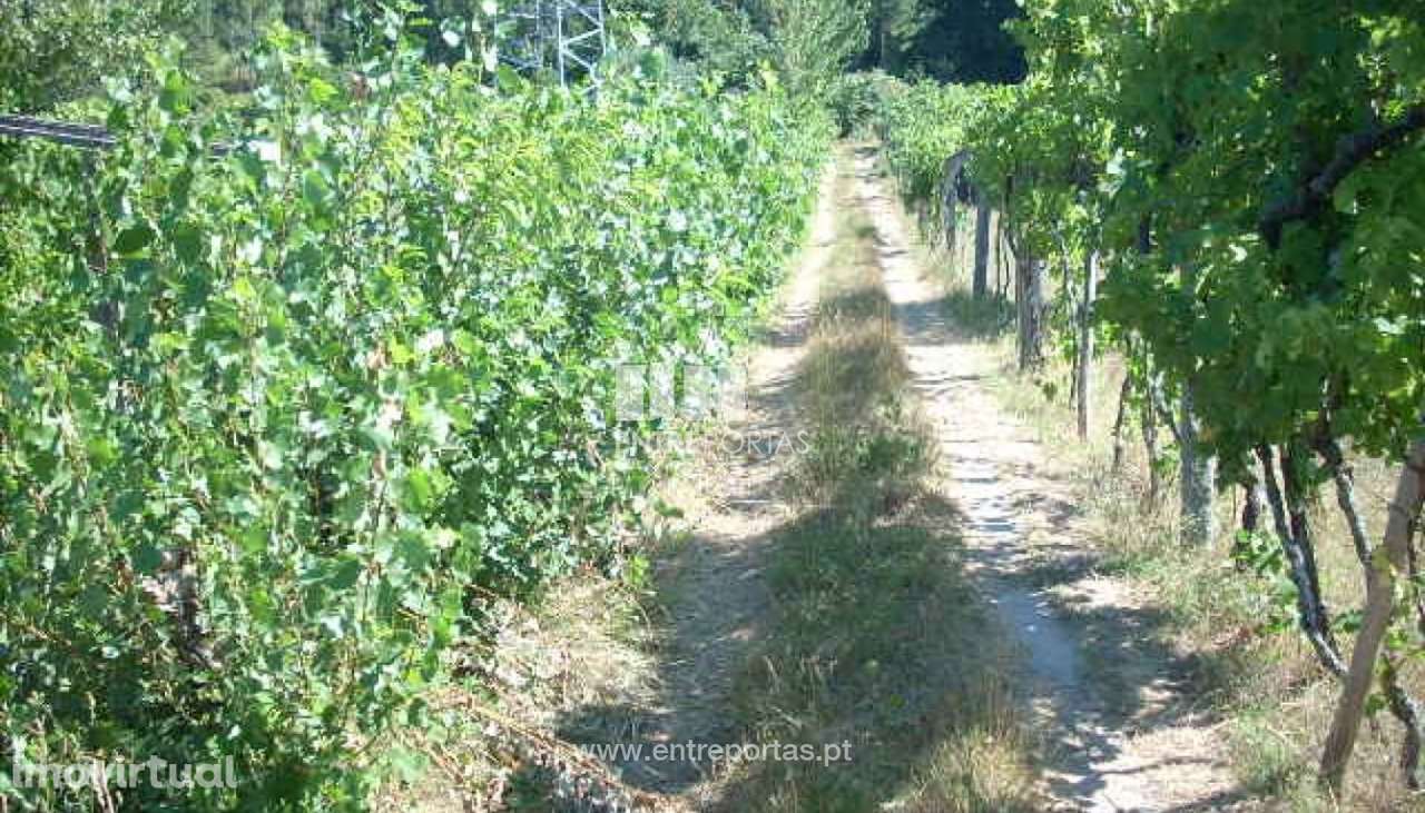 Venda Terreno, Espadanedo, Cinfães - Grande imagem: 2/14