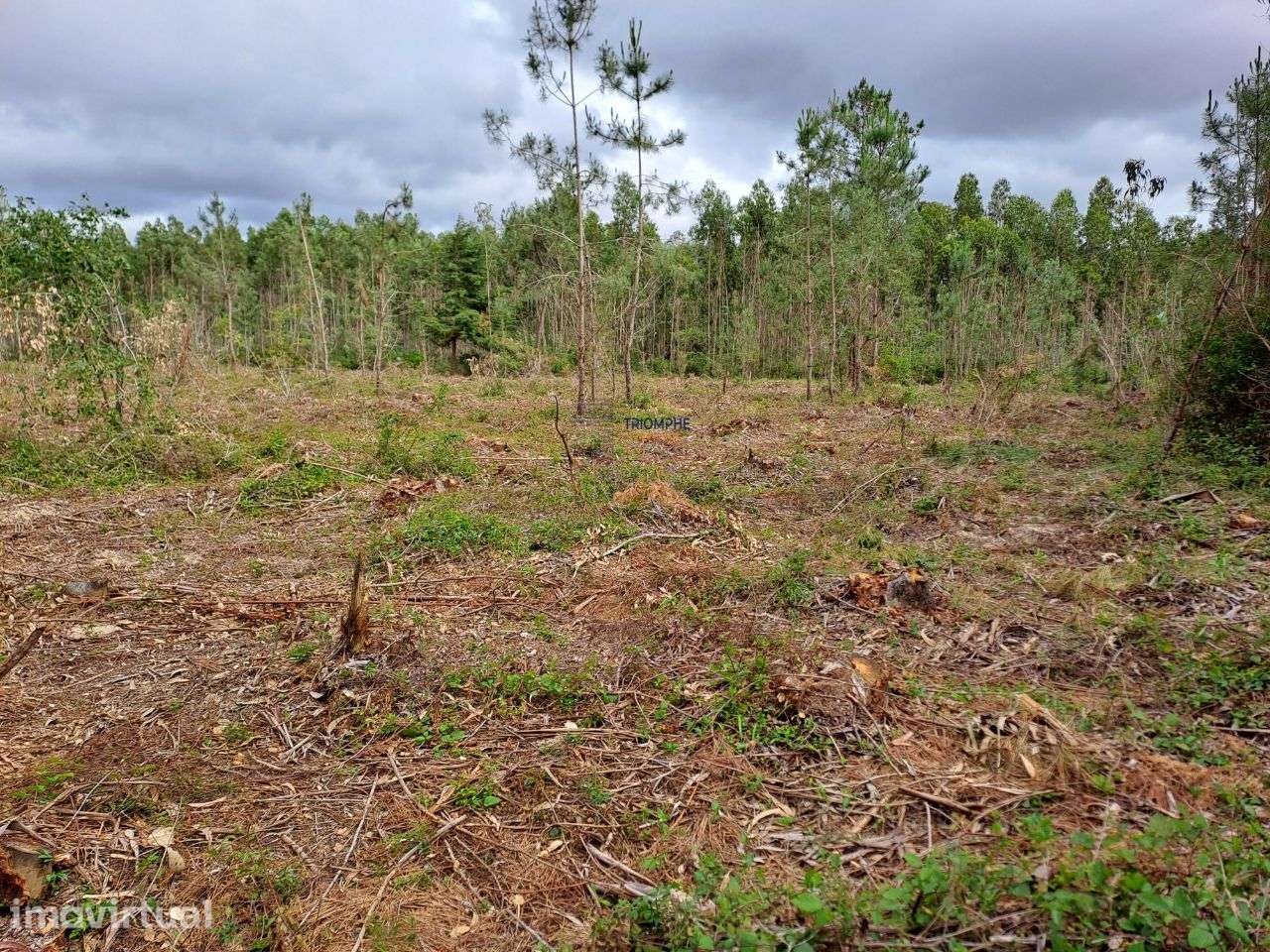 Terreno viabilidade construção Hotel Rural São Martinho do Porto - Grande imagem: 3/14