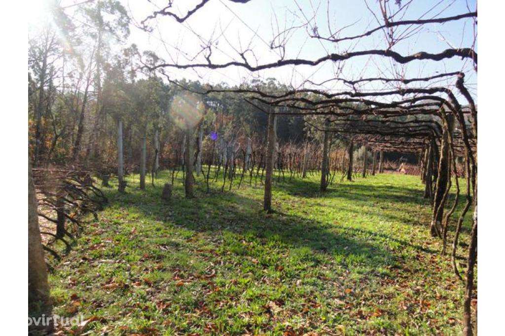 Moradia com terreno (quintinha) - Ponte de Lima. - Grande imagem: 3/3