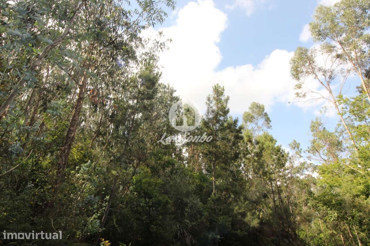 Terreno para plantação Borba, Celorico de Basto - Grande imagem: 3/3