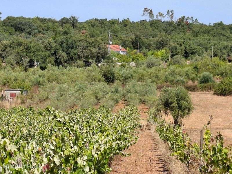 Terreno agrícola - Grande imagem: 5/6
