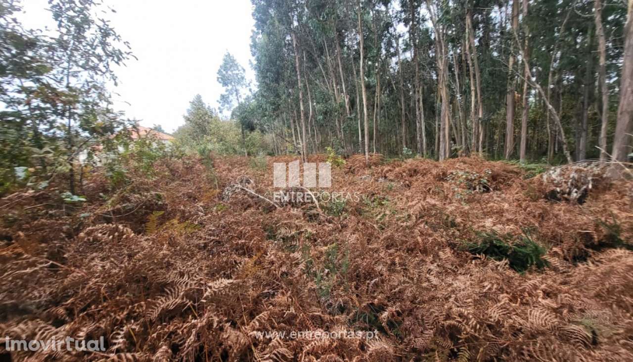 Venda de terreno florestal c/ 650m², Subportela, Viana do Castelo - Grande imagem: 3/30