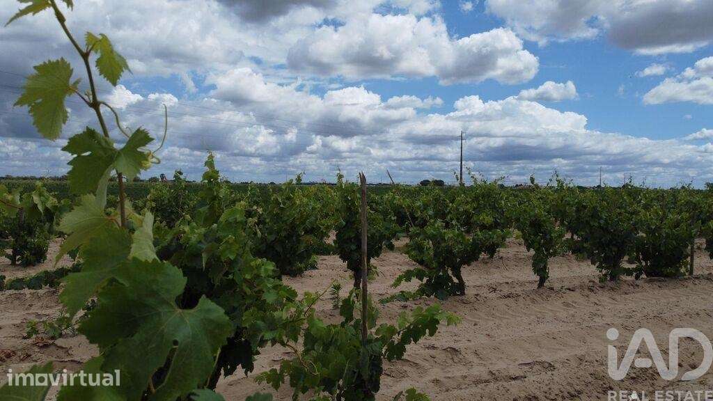 Terreno Agrícola em Benfica do Ribatejo - Grande imagem: 3/12