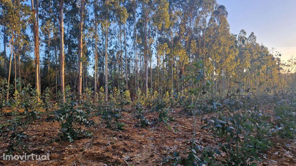 Venda Terreno - Grande imagem: 2/5