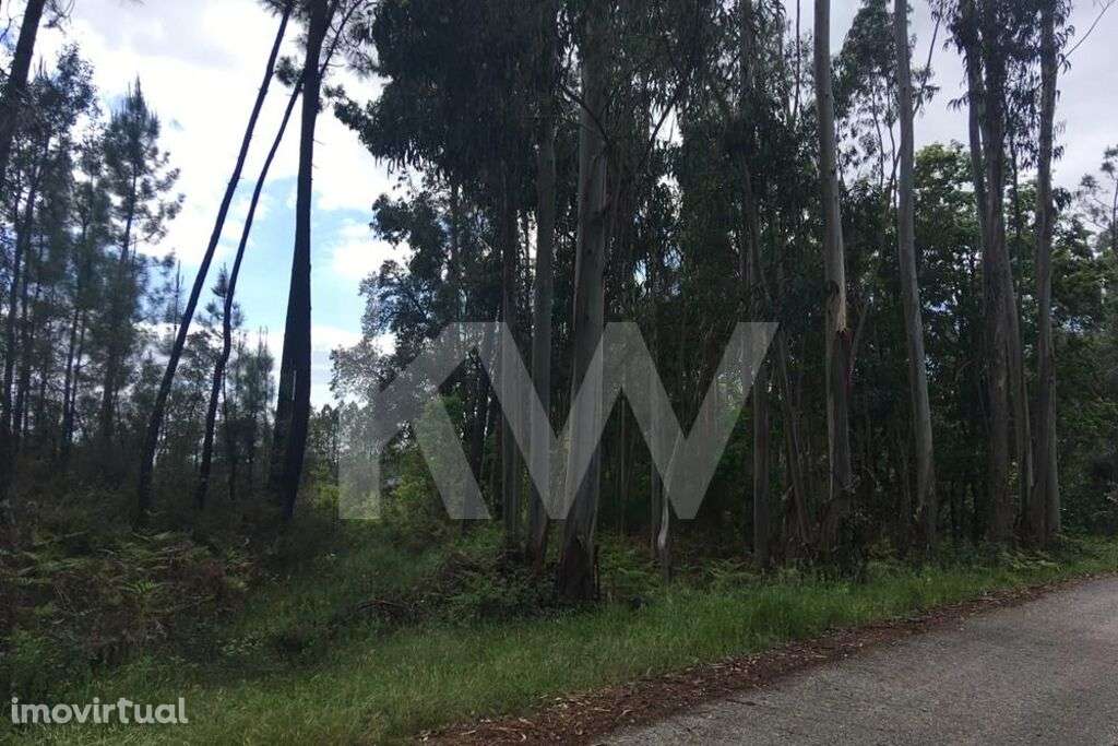Terreno urbanizável 8500 m2 - Sertã, Castelo Branco - Grande imagem: 2/7