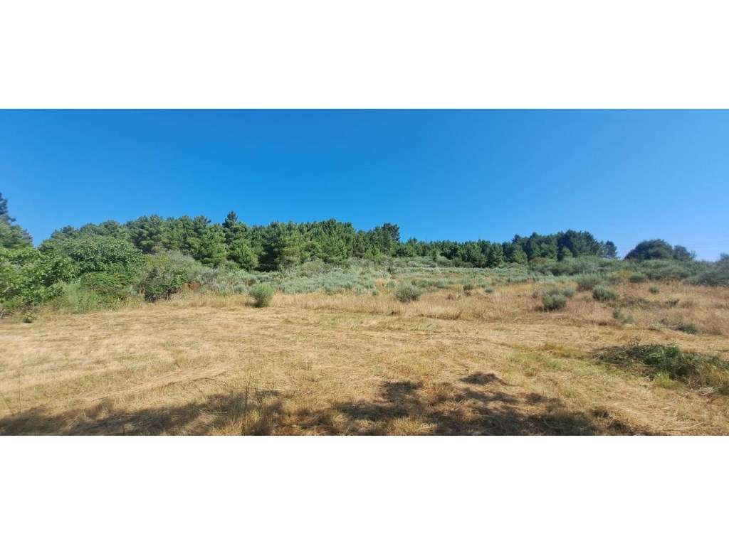 Terreno de 1.5 Ha, em Vale Ferreiros, Carviçais, Torre de Moncorvo. - Grande imagem: 2/15