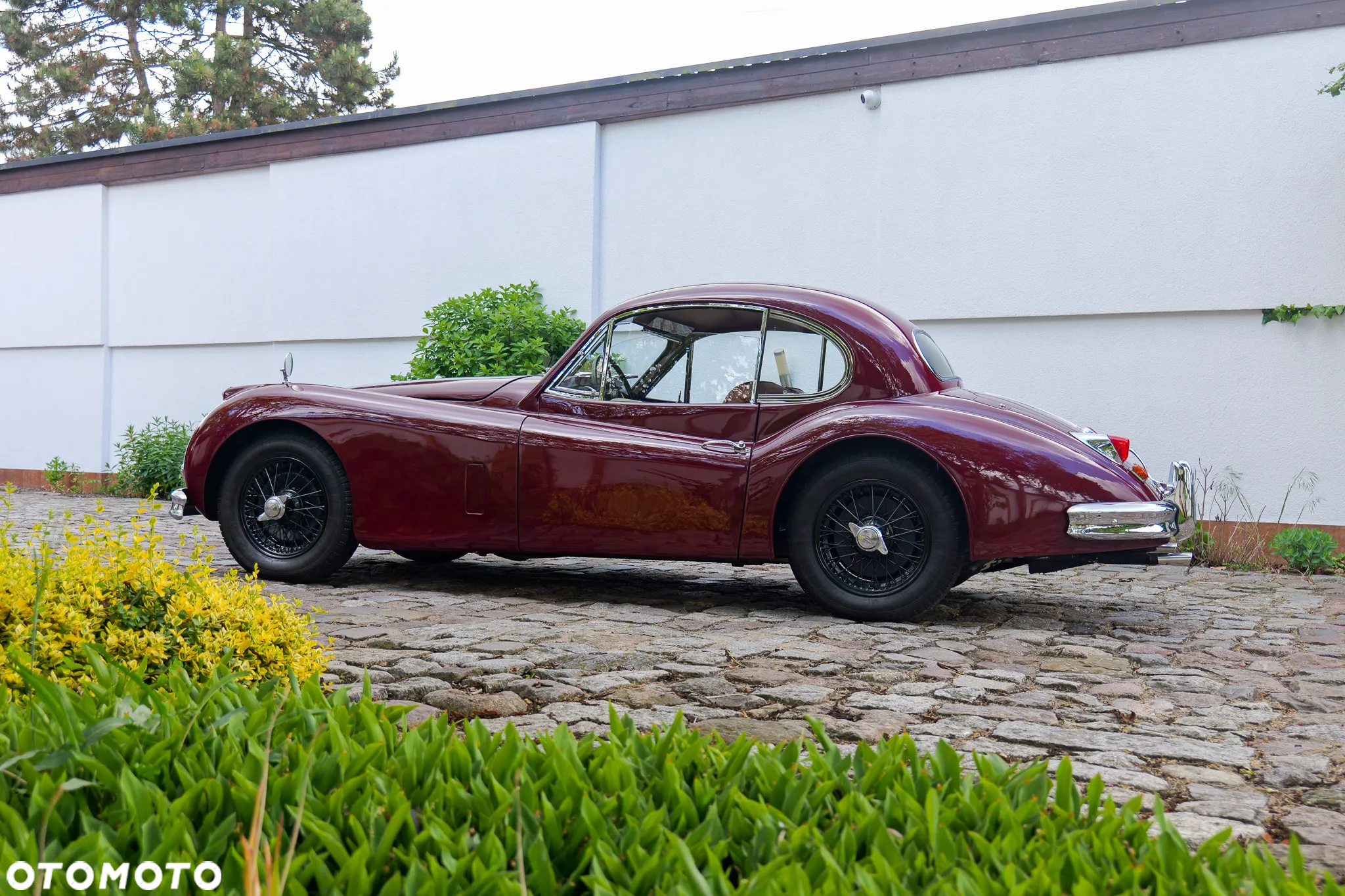 Jaguar XK - 7