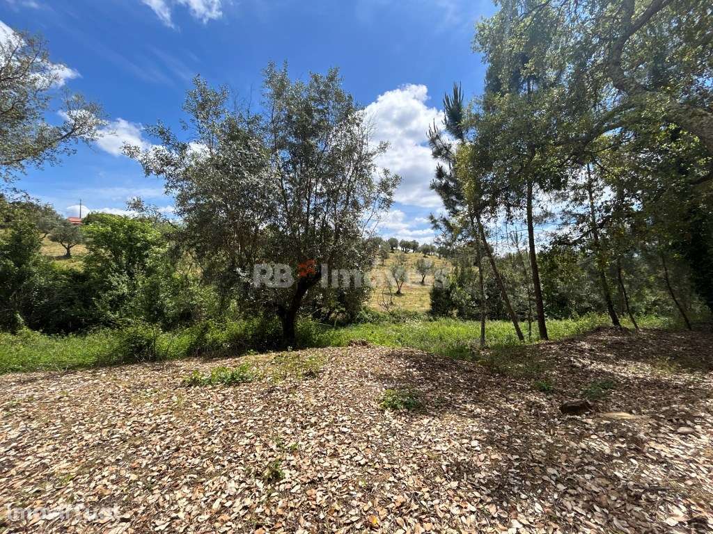 2 Terrenos rústicos - Pardielas, Ferreira do Zêzere - Grande imagem: 3/8