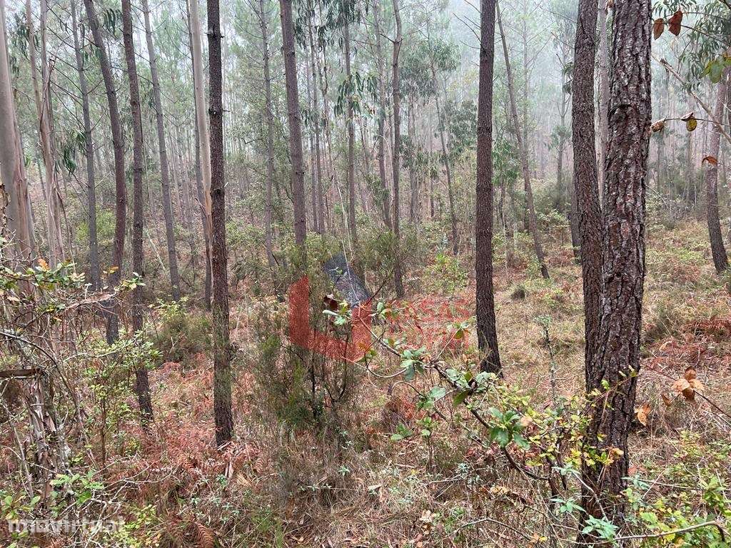 Terreno florestal com 3.000m2 perto do IEJ do Juncal. - Grande imagem: 5/6