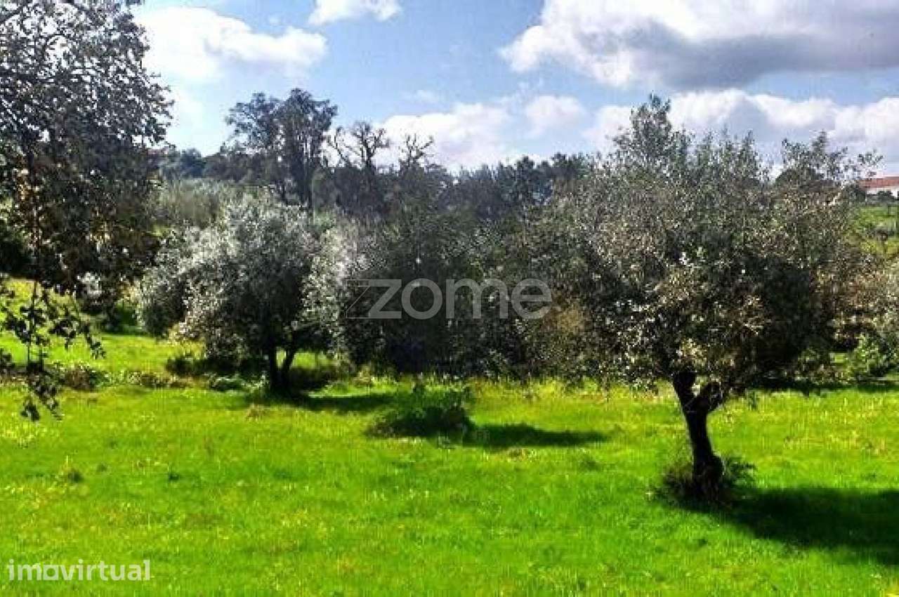 Terreno Rústico com 7000m2 localizado em Montargil. - Grande imagem: 3/10