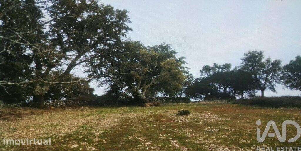 Terreno Agrícola em Ribeira de Nisa e Carreiras - Grande imagem: 4/5