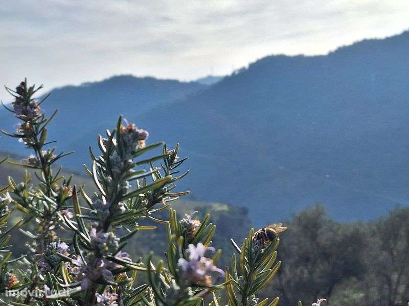 Pequena quinta 14650m2 tabuaço - Grande imagem: 5/7