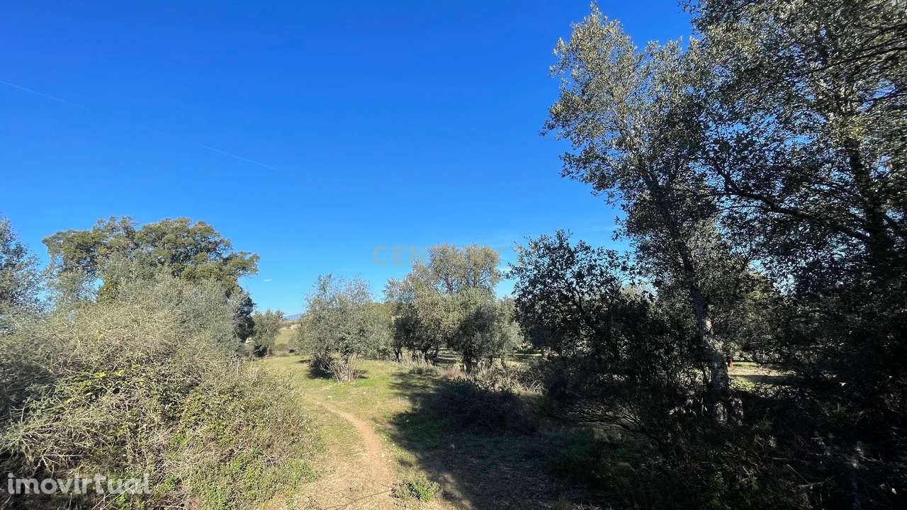 Terreno com olival tradicional | Escalos de Cima, Castelo Branco - Grande imagem: 5/7