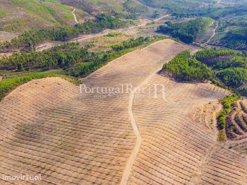 Quinta com 15 hectares de Olival e casa para recuperar em Mação - Grande imagem: 4/56