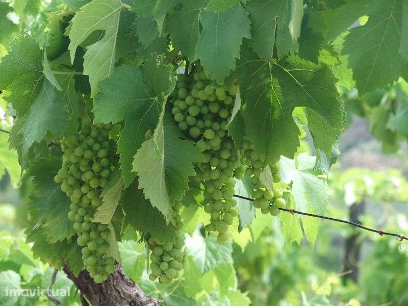 Douro: Quinta com Vinha e Oliveiras - Grande imagem: 2/6