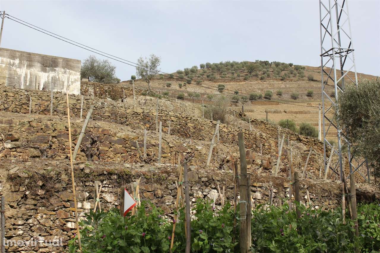 Quinta T4 Venda em Ervedosa do Douro,São João da Pesqueira - Grande imagem: 5/19