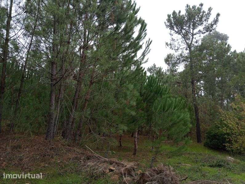 Terreno com pinhal para construção - Grande imagem: 2/4