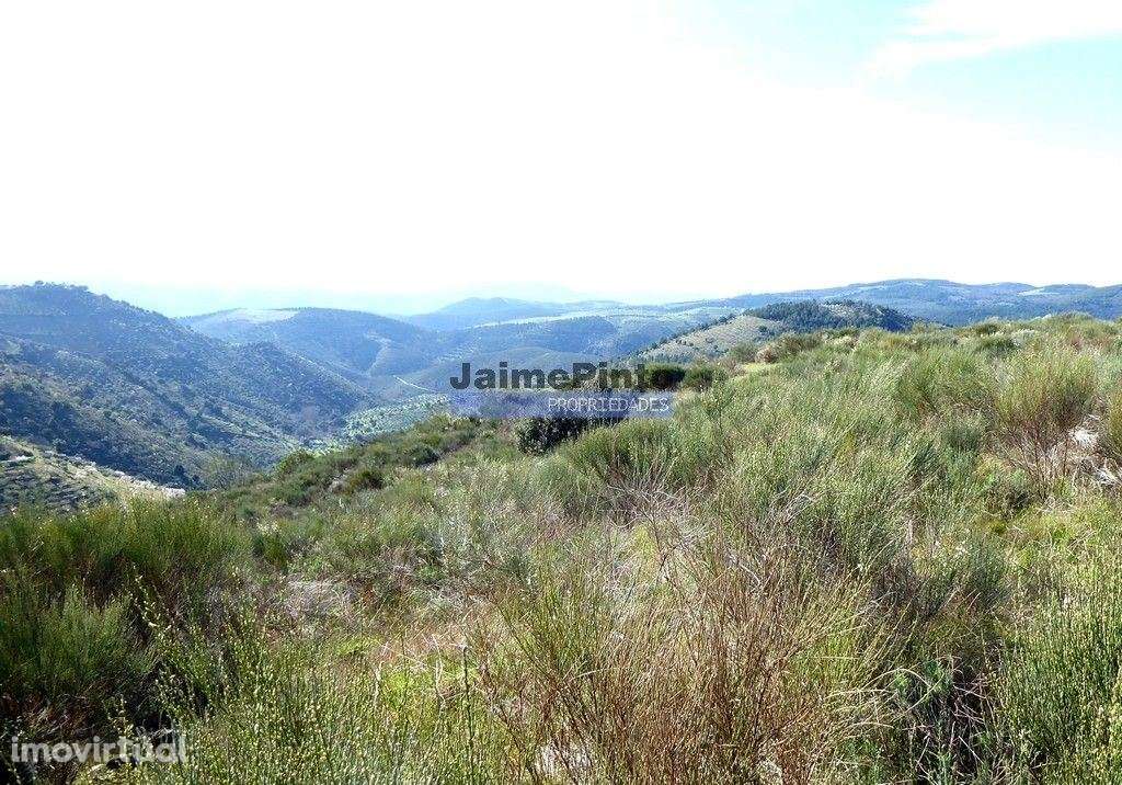 50.000m2 terra agrícola p/ Olival, Amendoal ou outras produções. Po... - Grande imagem: 3/9