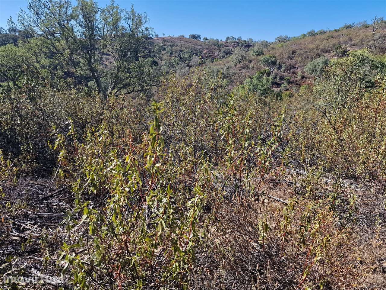 Terreno Rústico  Venda em São Barnabé,Almodôvar - Grande imagem: 5/9