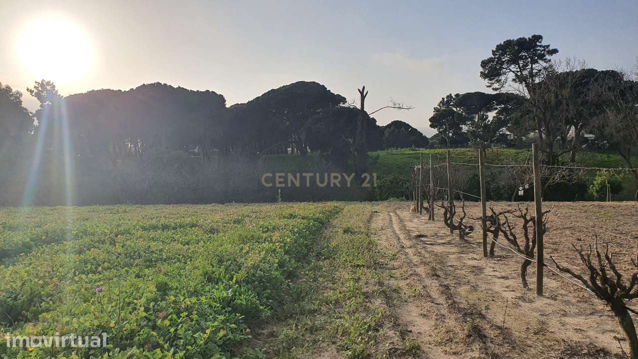 Terreno no meco para apoio agricola ou empreendimento turistico. - Grande imagem: 3/12