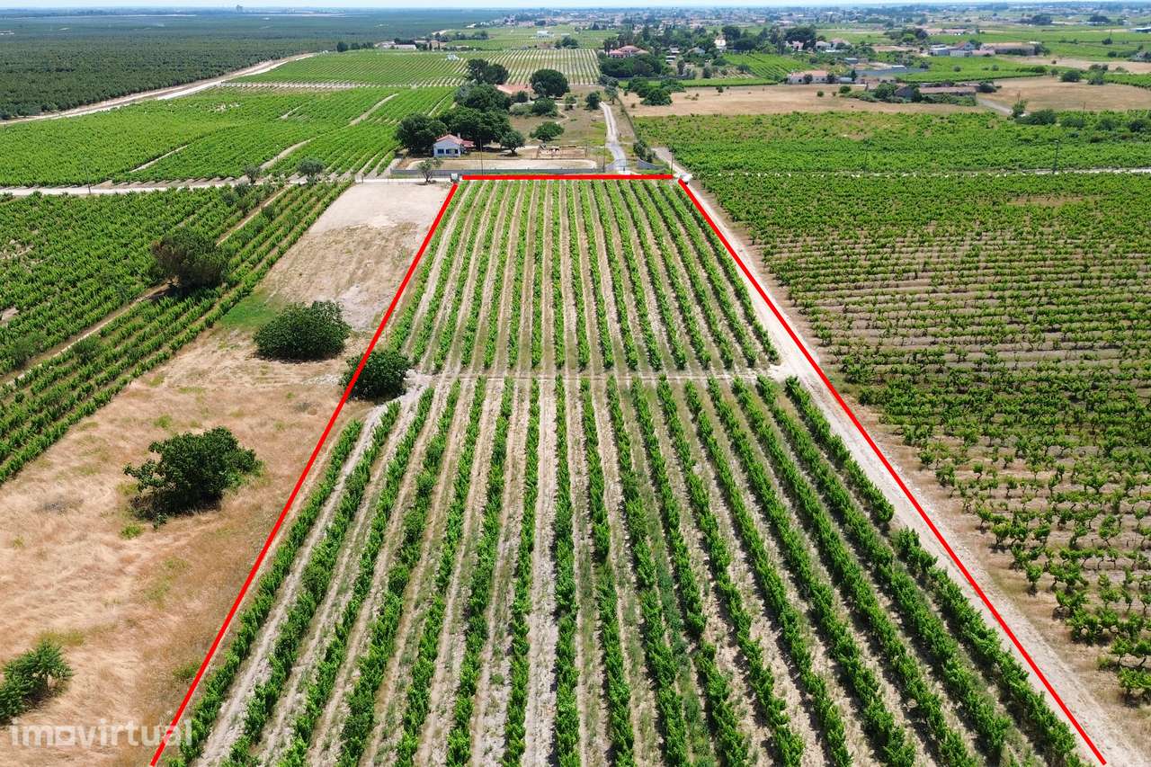 Terreno no Lau com vinhas certificadas - Grande imagem: 4/26