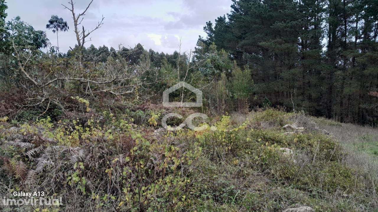 Oportunidade Imperdível: Terreno com Eucaliptos em Reguengo Grande! - Grande imagem: 4/9